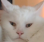 ApolloTrauma emote for Discord