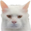 ApolloLookingAngrilyAtYou emote for Discord