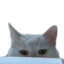apolloLurk emote for Discord