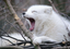 ArcticfoxYawn emote for Discord