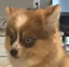 AwareDog emote for Discord