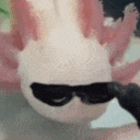 AxoEz static emote for Discord, Twitch and Slack