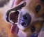 AwTheScrunkly emote for Discord