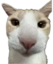 ayri emote for Discord