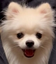 AylaDogo emote for Discord