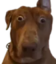 AyoWtf emote for Discord