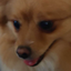 ayaFluffy emote for Discord