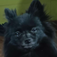 AysenDownDog emote for Discord