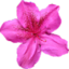 azaFlower emote for Discord