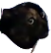 azdusKot emote for Discord