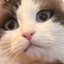 B2BBBB emote for Discord