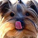 BBSillE static emote for Discord, Twitch and Slack