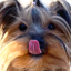BBSillE emote for Discord