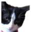 bbpph emote for Discord