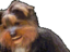 bbReadyToJam emote for Discord