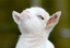 BBGoat emote for Discord