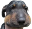 BDog emote for Discord