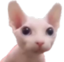 Bingus emote for Discord