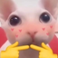 BingusShy emote for Discord