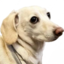 bitFruity emote for Discord