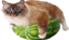 BigFluffyCatOnWatermelon emote for Discord