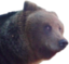 BG3bear emote for Discord