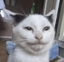 BFFR emote for Discord