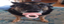 bibibi emote for Discord