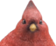 birdStare emote for Discord