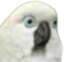 BirbWTF emote for Discord