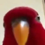 BirbStare emote for Discord