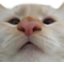 BIGNOSE emote for Discord