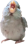 birbScreaming emote for Discord