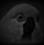 BirbDespair emote for Discord
