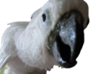 birbPog static emote for Discord, Twitch and Slack