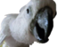 birbPog emote for Discord