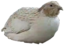 birdieSitting emote for Discord
