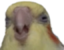 BirdSquint emote for Discord