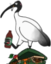 BinChicken emote for Discord