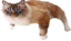 BigFluffyCatOn emote for Discord