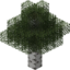 Birch emote for Discord