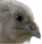 birdiE emote for Discord