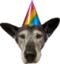 BirthdayDoggo emote for Discord
