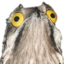 birdWTF emote for Discord