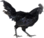 BigBlackCock emote for Discord