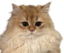 BisouStare emote for Discord