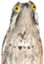 birdHmmm emote for Discord