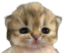 bishBaby emote for Discord