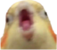 birbGasm emote for Discord