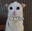 AutismCat emote for Discord